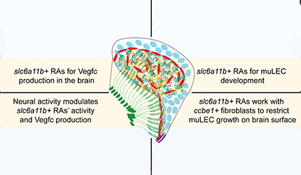 Jiulin Du’s Lab Unveils the Role of Neural Activity - Glia Collaboration in Brain Lymphatic Development