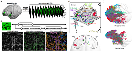 Single-neuron projectomes of macaque prefrontal cortex reveal primate-specific connectivity principle