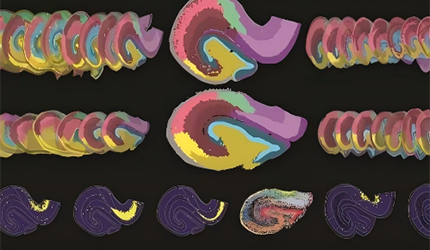 Researchers Reveal the Evolutionary Convergence and Divergence of Hippocampal Cytoarchitecture between Rodents and Primates