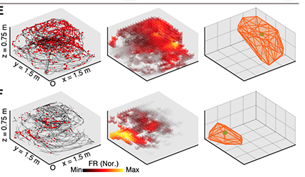 The neural representation of 3D space in the primate brain has been revealed