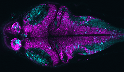 Whole-Brain Computational Mechanisms Underlying Sequential Decisions in Zebrafish